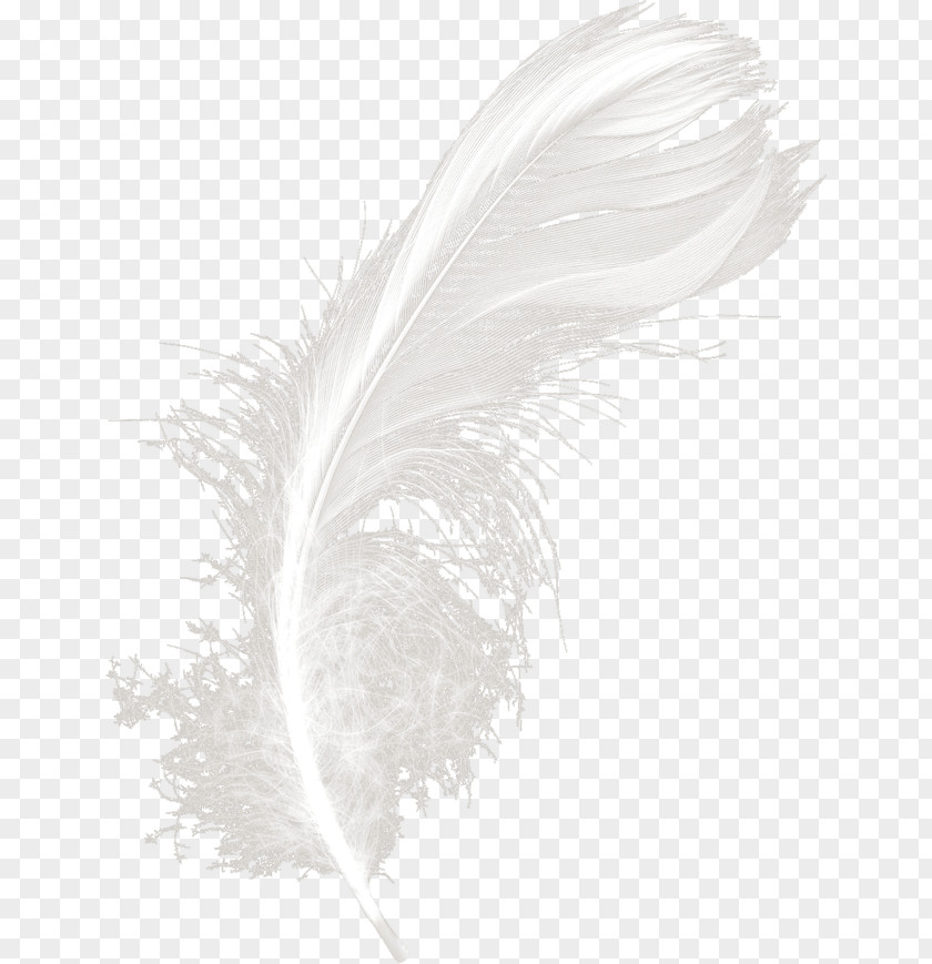 White Feathers Feather Black PNG