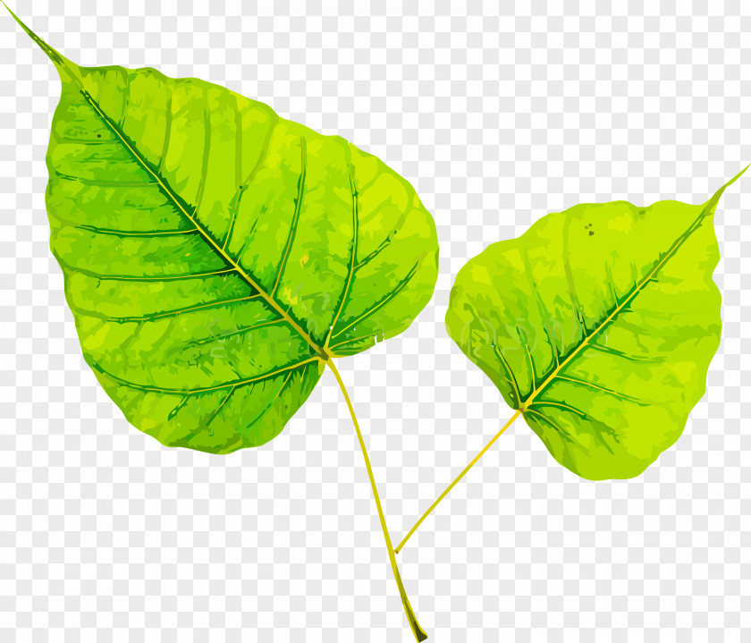 Bodhi Leaf Day PNG