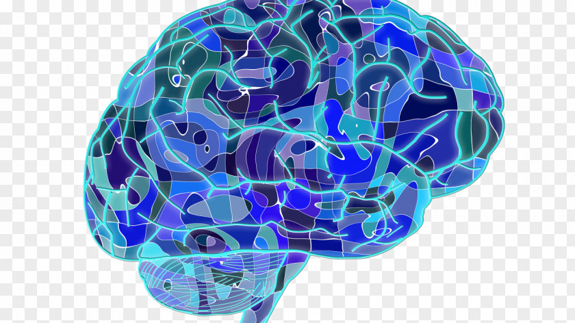 Brain Cognition Human Cognitive Neuroscience Research PNG