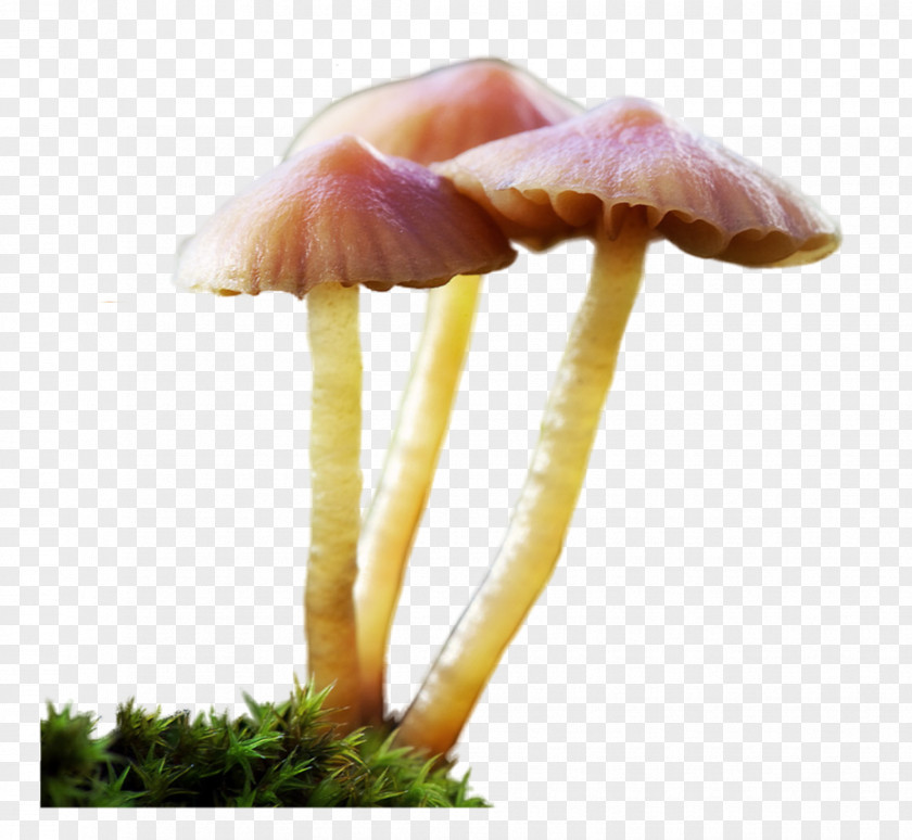 Girly Border Edible Mushroom Agaricaceae PNG