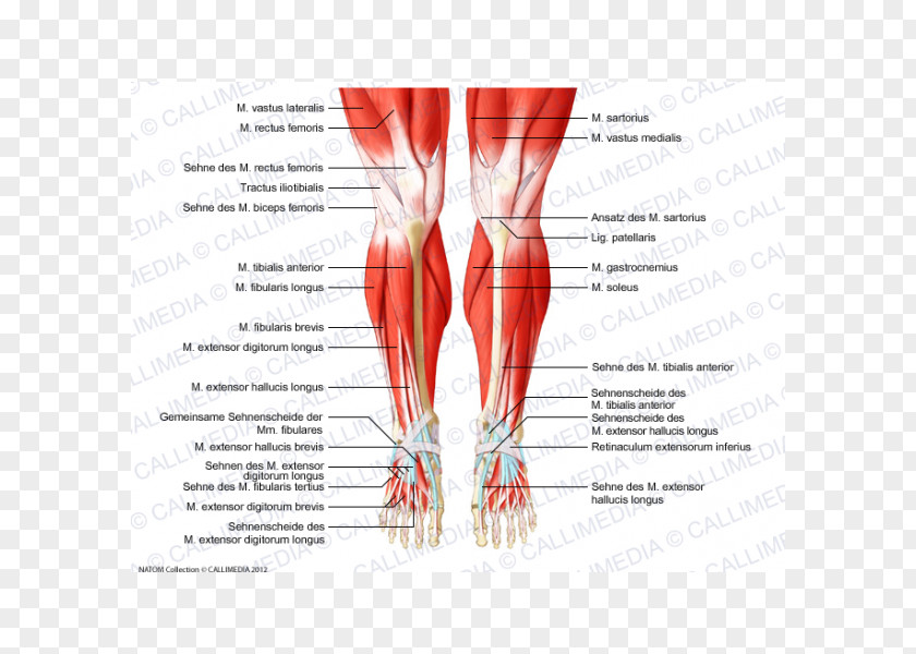 Human Skeletal Muscle Knee Anatomy Body Muscular System PNG