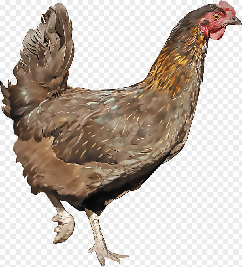Livestock Poultry Bird Chicken Rooster Beak Fowl PNG