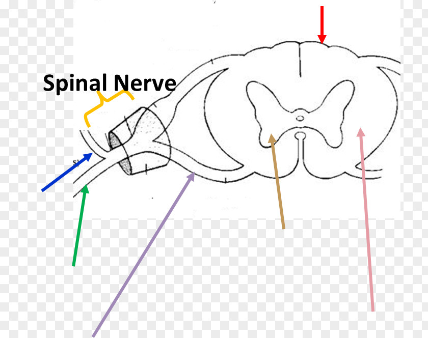 Nerve Roots Spine Ventral Root Of Spinal Anatomy Dorsal Ganglion Cord PNG
