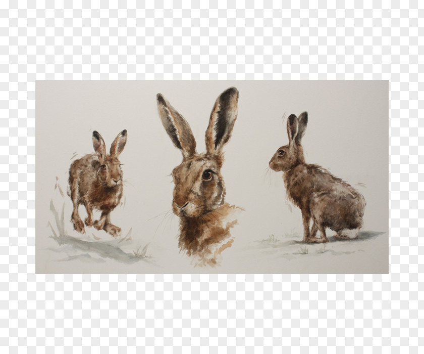 Rabbit Domestic Hare Wildlife Fauna PNG