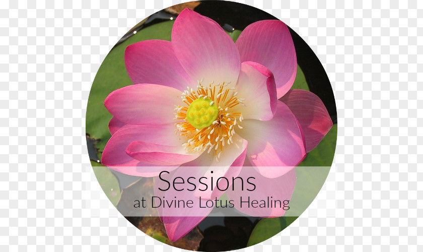 Reiki Divine Lotus Healing Energy Medicine Meditation Faith PNG