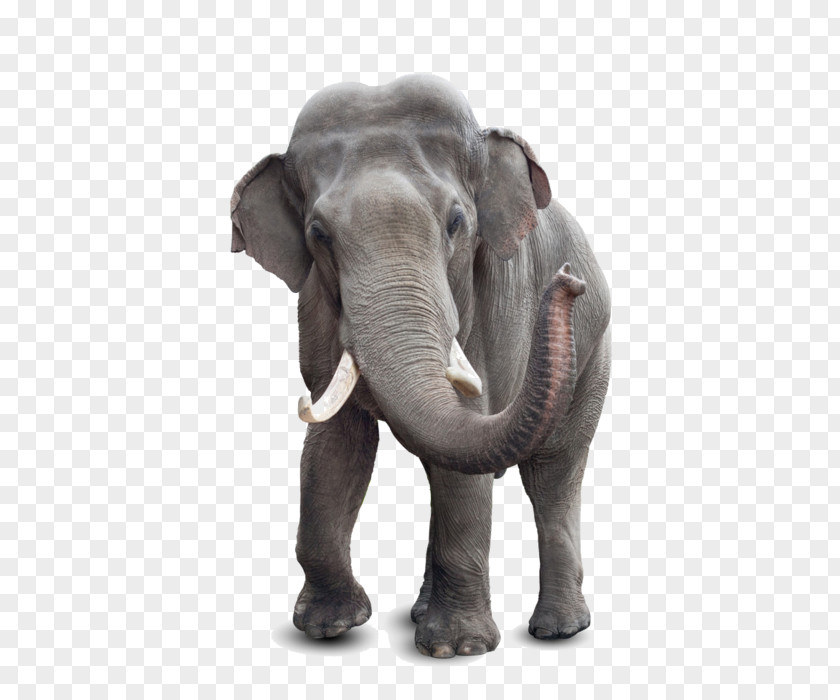 Asia African Elephant Asian What Good Is An E? Elephantidae Tusk PNG