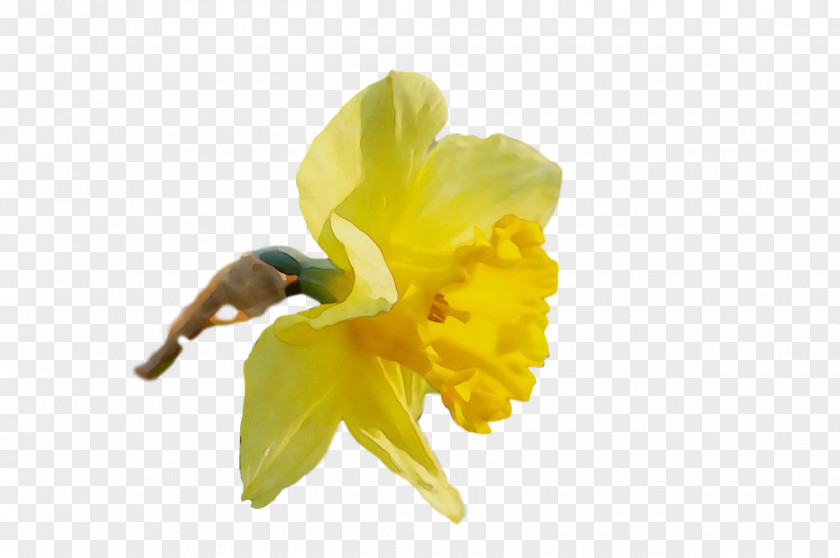 Insect Pollen Petal Yellow Narcissus PNG