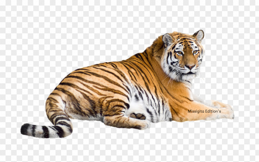 Tiger Siberian Bengal Felidae Malayan White PNG