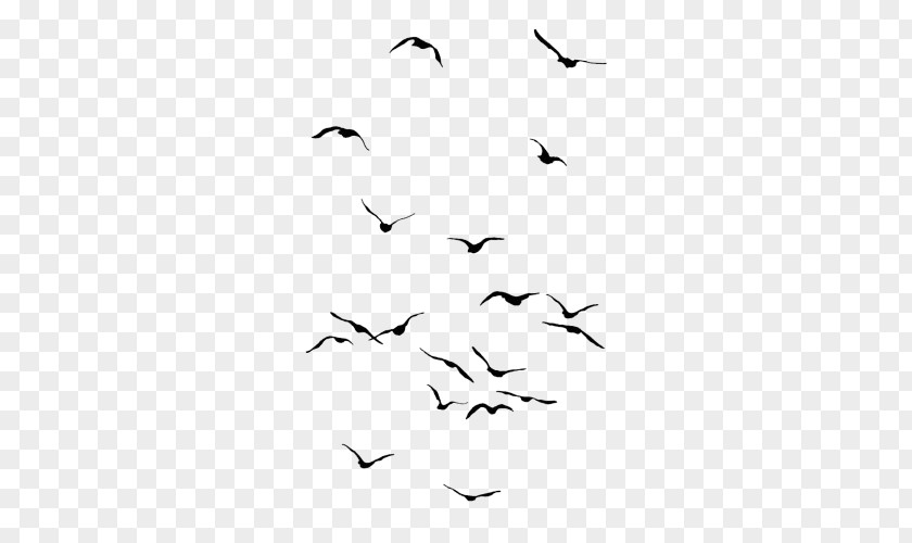 Bird Owl Drawing Flight Flock PNG