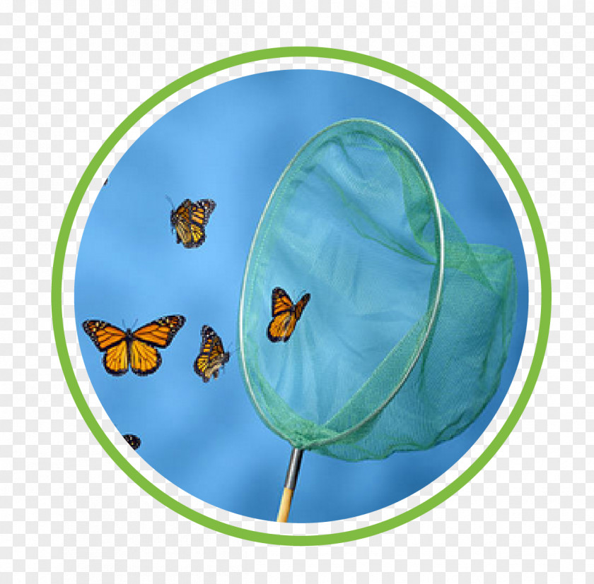 Butterfly Net Clip Art Image Stock Photography PNG