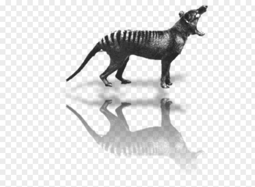 Tiger Tasmania Thylacine Extinction On The Track Of Unknown Animals PNG
