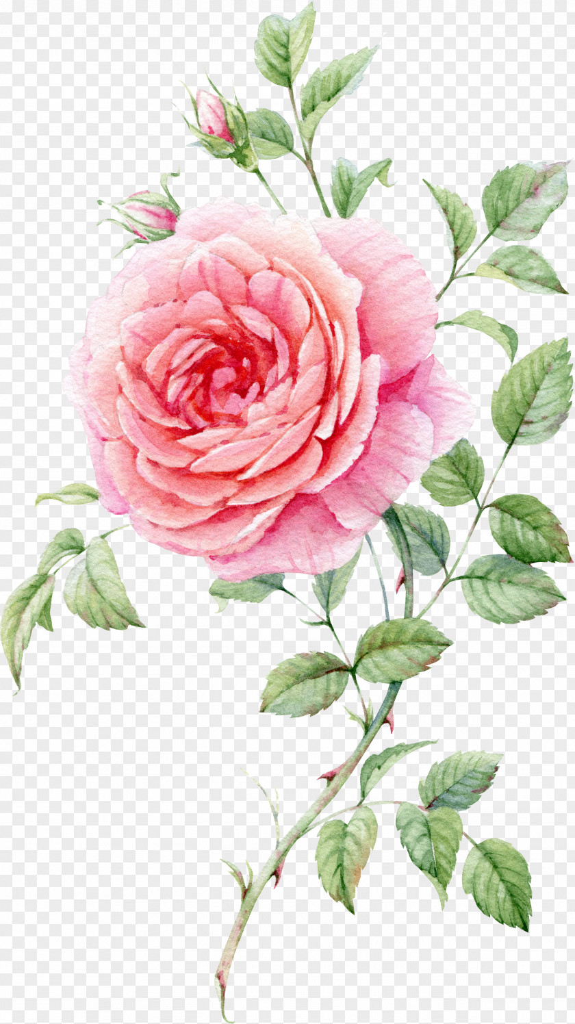 Watercolor Painted Pink Roses Still Life: Painting PNG
