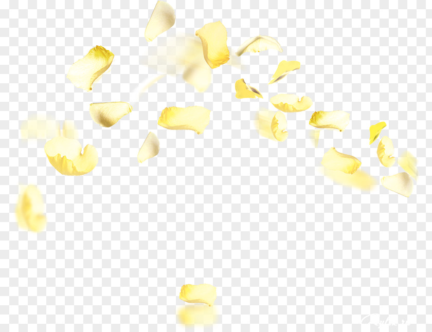 Flower Yellow Petal Orange Color PNG