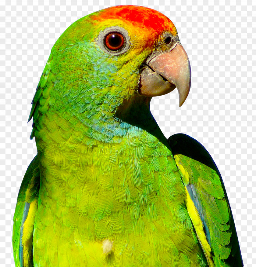 Parrot Budgerigar Bird PNG