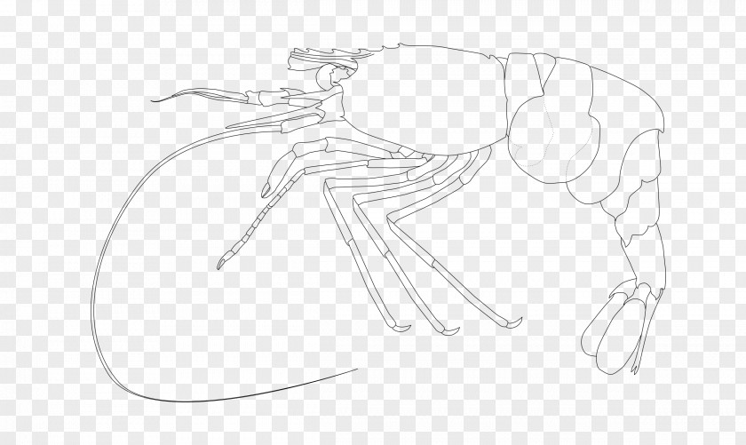 Shrimps Drawing Monochrome Line Art /m/02csf Sketch PNG