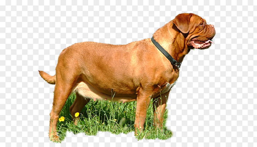 Tosa Dogue De Bordeaux Bullmastiff Boerboel Dog Breed PNG