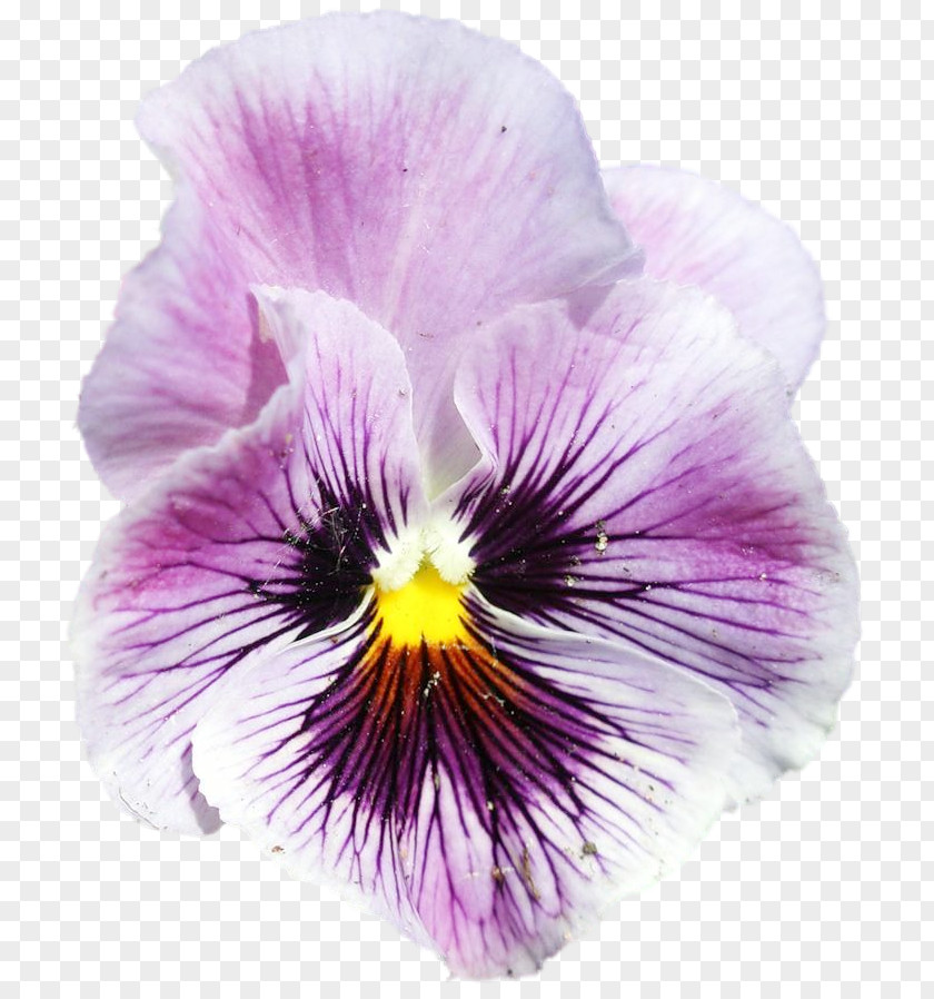 Violet Pansy PNG