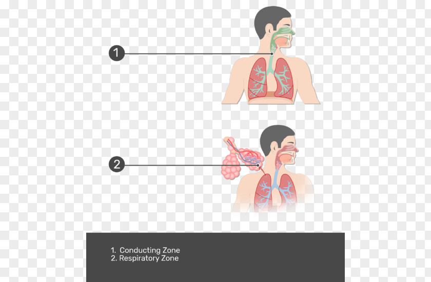 Anatomy Of The Respiratory System Tract Pulmonary Alveolus Lung Graphic Design PNG