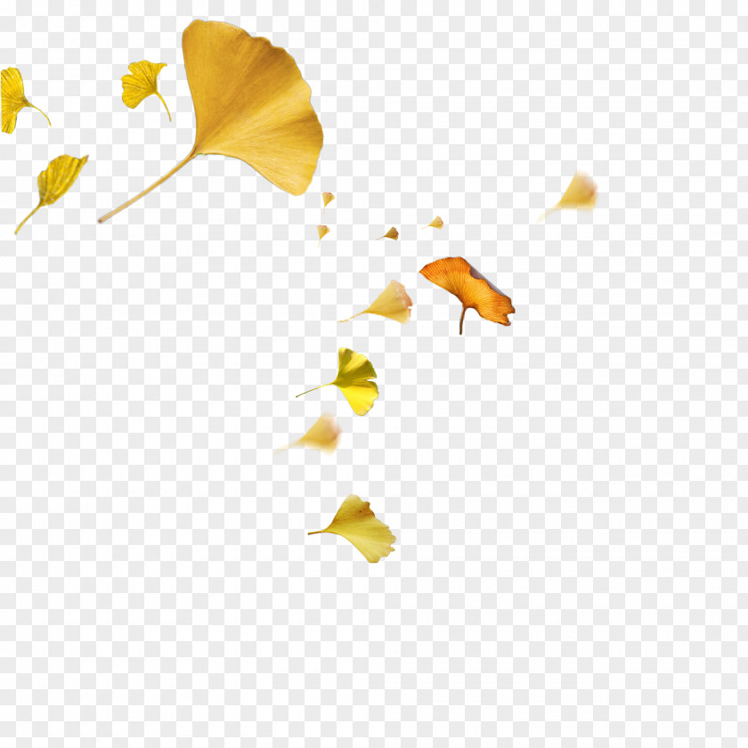 Autumn Ginkgo Leaves Yellow Leaf PNG