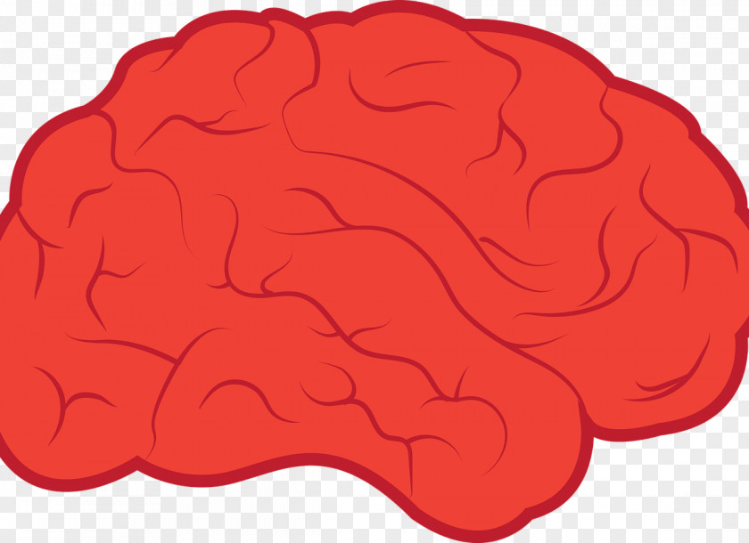 Brain Clip Art Image Nervous System PNG