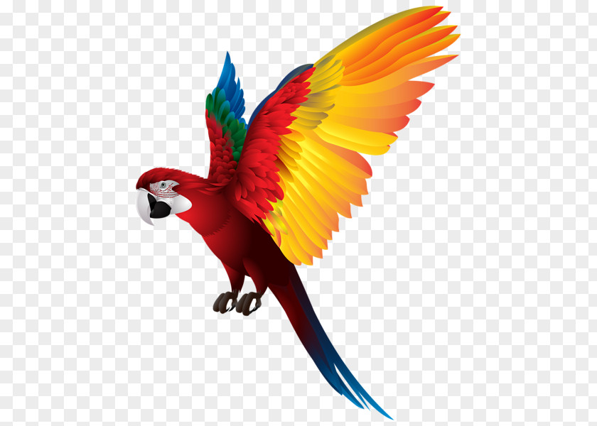 Colored Parrot Feathers PNG parrot feathers clipart PNG