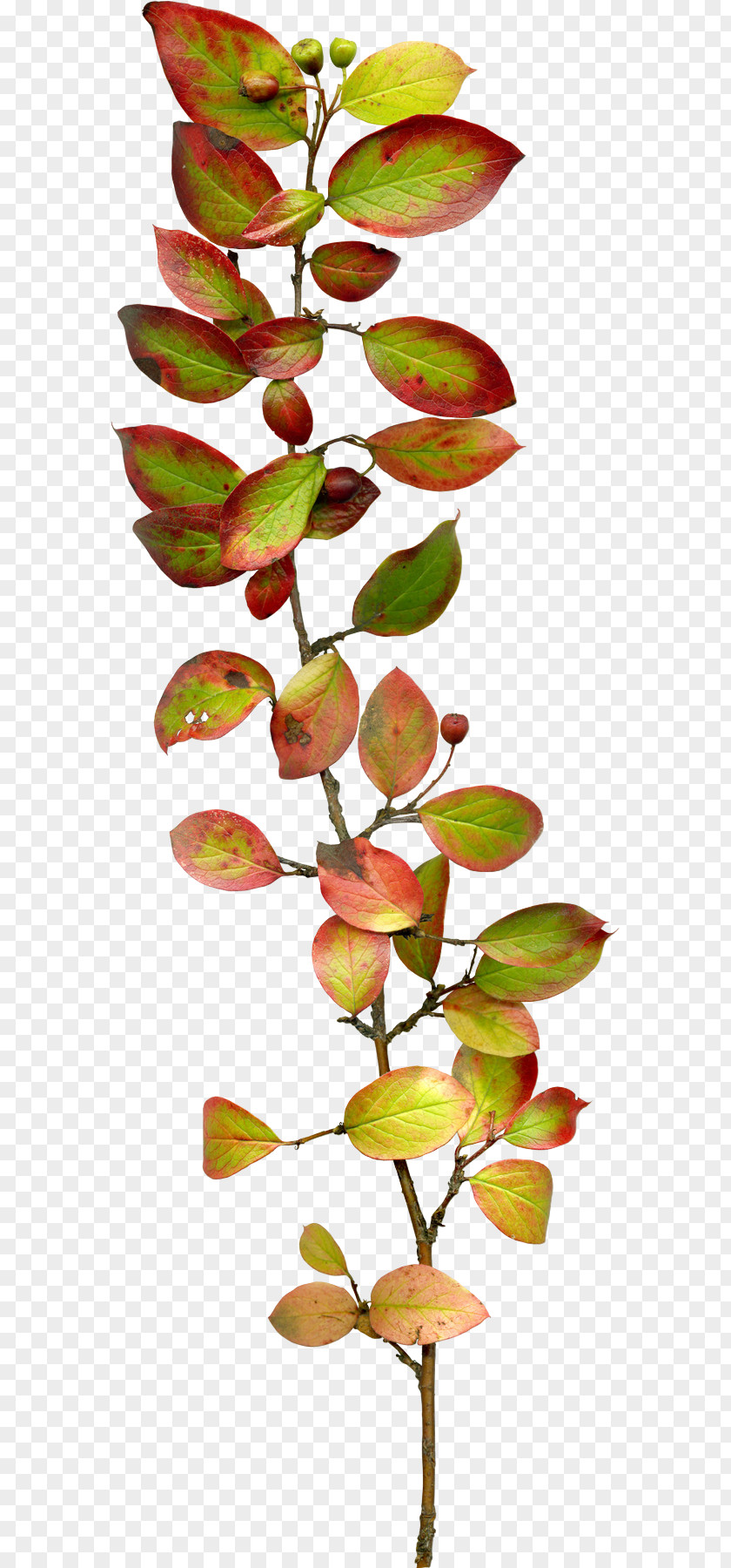 Foliage Leaf Clip Art PNG