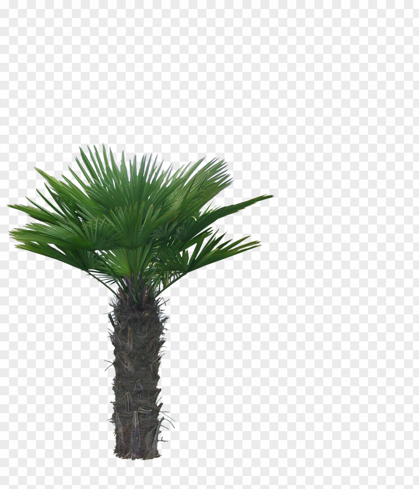 Palm Tree Animation Photography Clip Art PNG