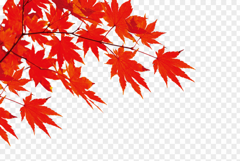 Red Maple Leaf Autumn Download PNG