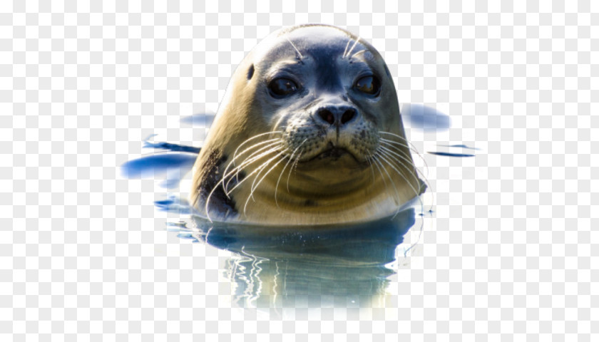 Seal Ocean Earless Natureland Sanctuary PNG