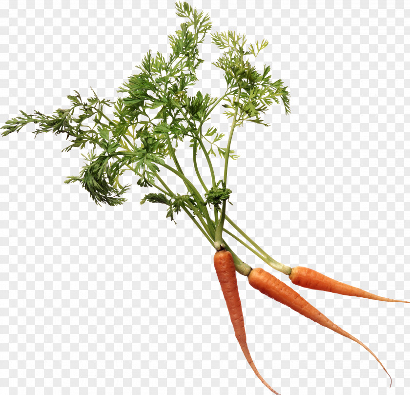 Carrot Image More Super Juice: Juicing For Health And Healing Branch Plant Stem Leaf Vegetable Flower PNG