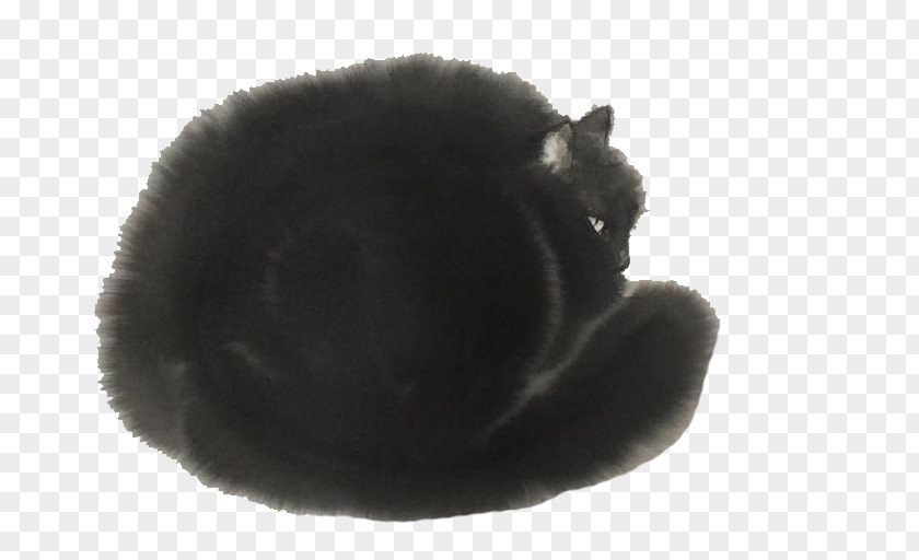 Curly Black Cat Felidae Whiskers PNG
