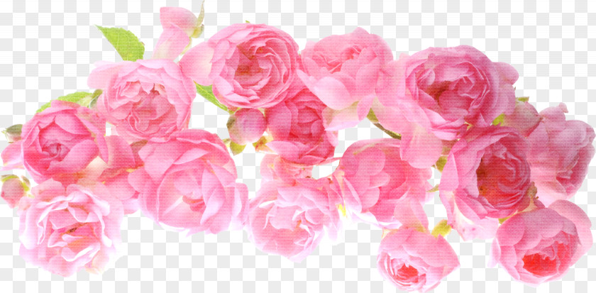 Pink Rose Flower Gratis Texture Mapping PNG