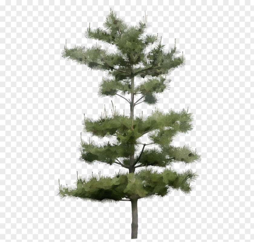 Tree Balsam Fir Shortleaf Black Spruce White Pine Yellow PNG