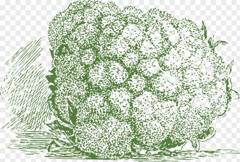 Cauliflower Broccoli Veggie Burger Red Cabbage PNG