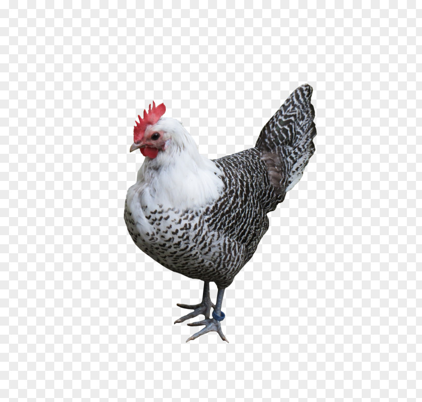 Chicken Supplier Delhi Silkie Leghorn Broiler Asil As Food PNG