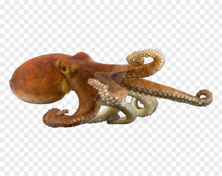 Elephant Animal Figure Octopus Cartoon PNG