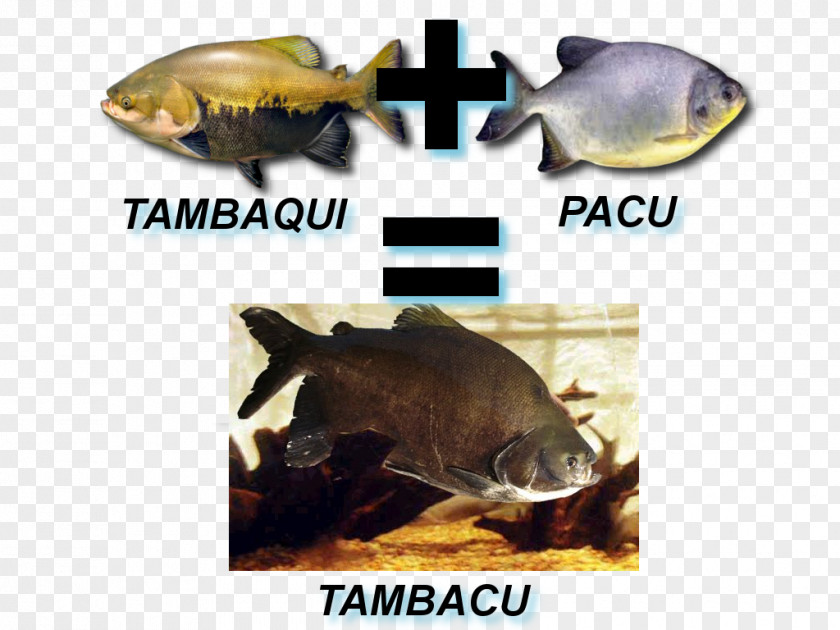 Fish Pacu Tambacu Tambaqui Fishing PNG