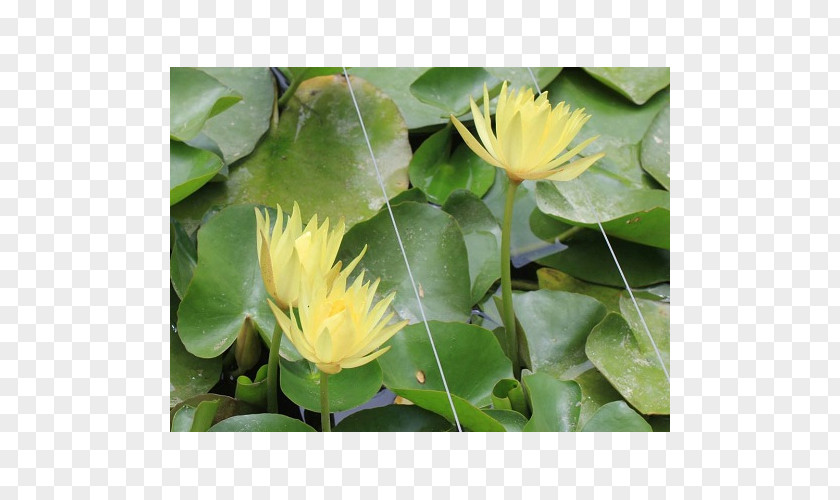 Plantas Japonesa MTN Group Groundcover Lotus-m PNG