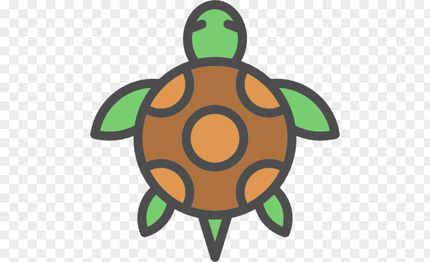 Tortoide Turtle Reptile Tortoise PNG