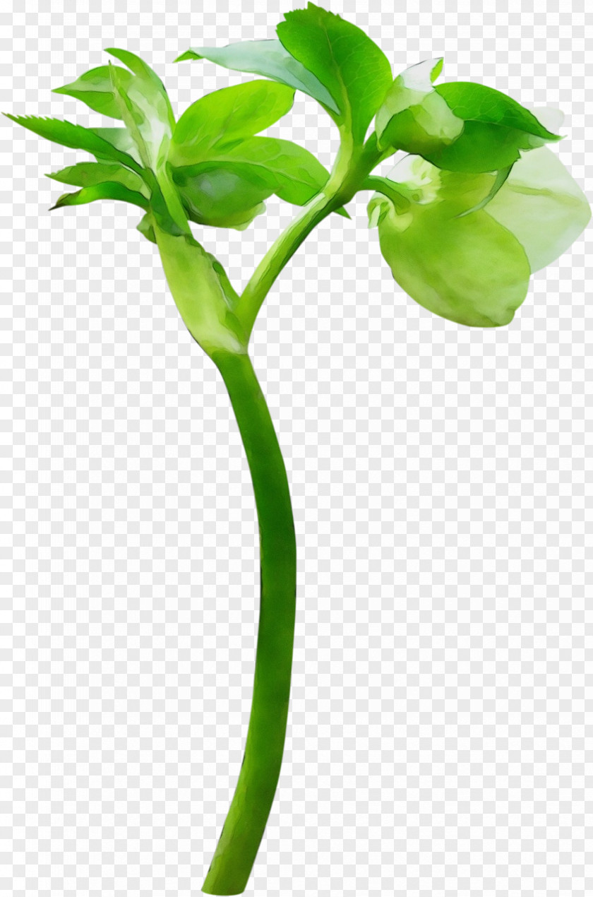 Bud Leaf Image Flower PNG