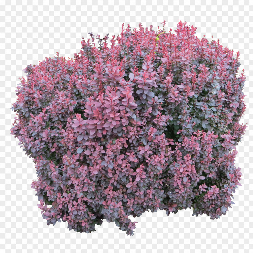 Bush Image Shrub Computer File PNG