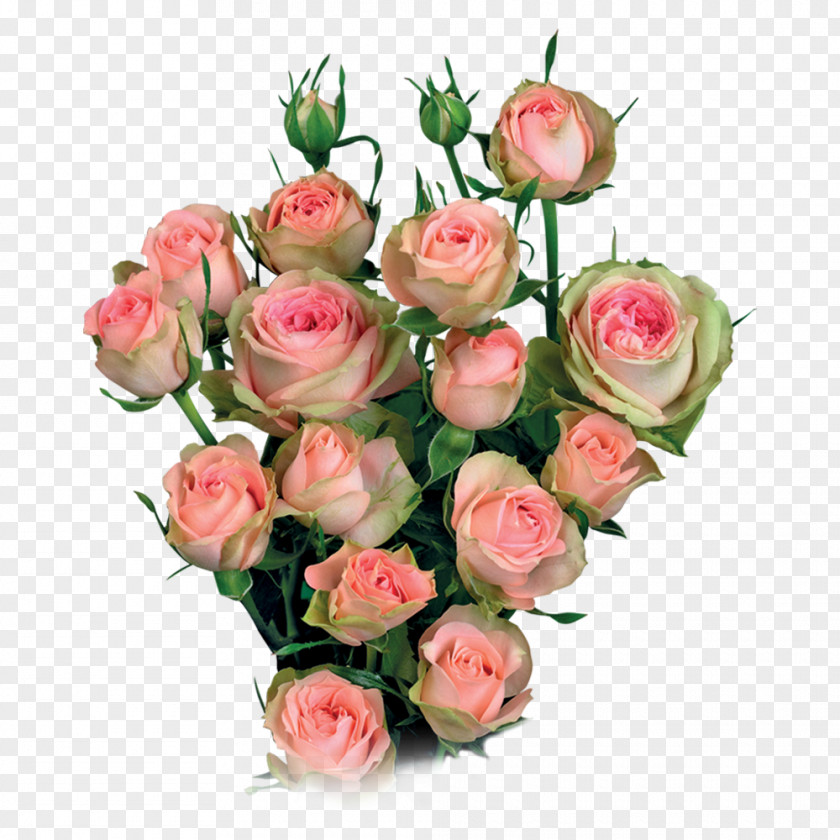 Flower Garden Roses Cabbage Rose Cut Flowers Bouquet Floral Design PNG