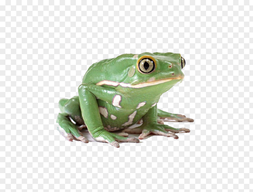 Green Frog Lithobates Clamitans Clip Art PNG