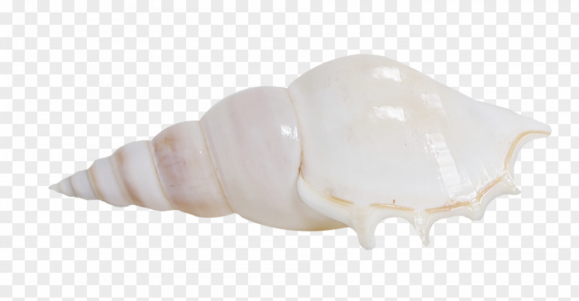 Pretty Conch Seashell Shankha PNG