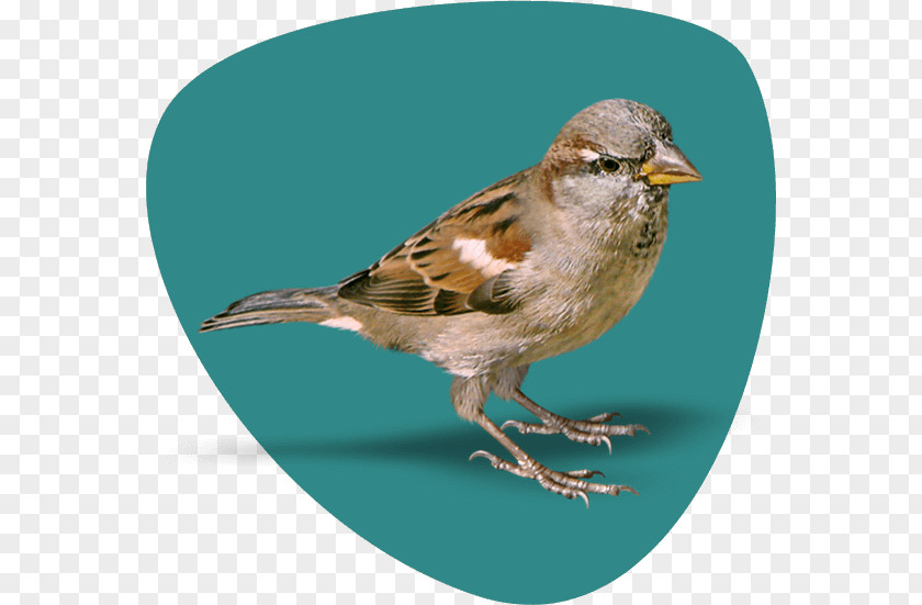 Chinese Bird House Sparrow RGB Color Model PNG