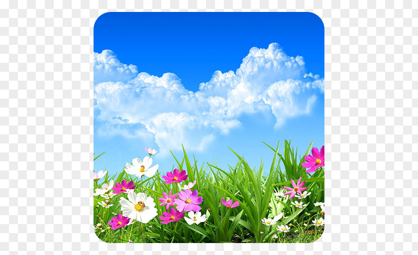 Flower Desktop Wallpaper Stock Photography PNG