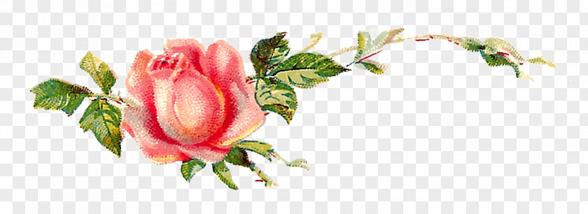 Flower Garden Roses Centifolia Shabby Chic Clip Art PNG