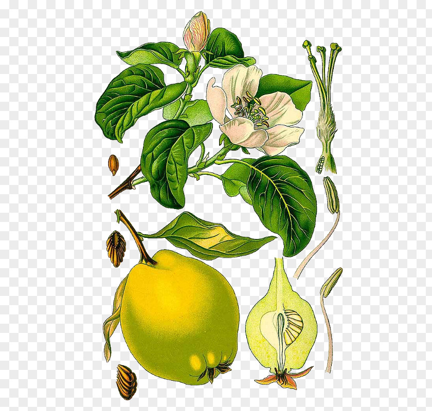 Plant Botanical Illustration Quince Botany Name PNG