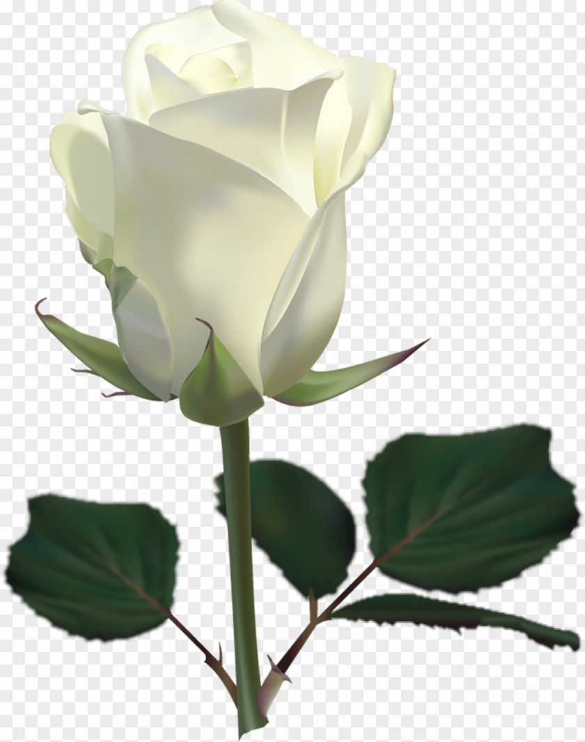 White Rose Image Flower Picture Clip Art PNG