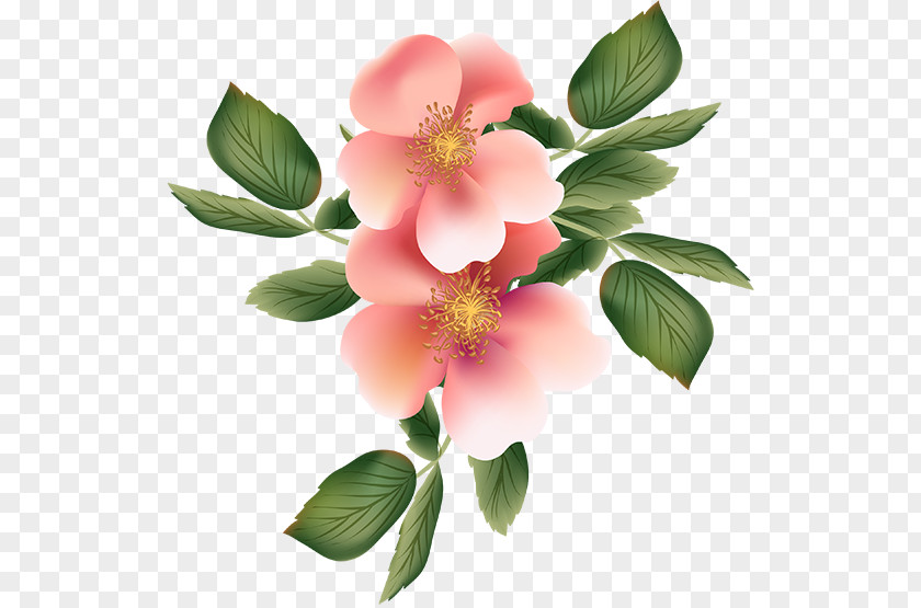 Flower Drawing Desktop Wallpaper Clip Art PNG